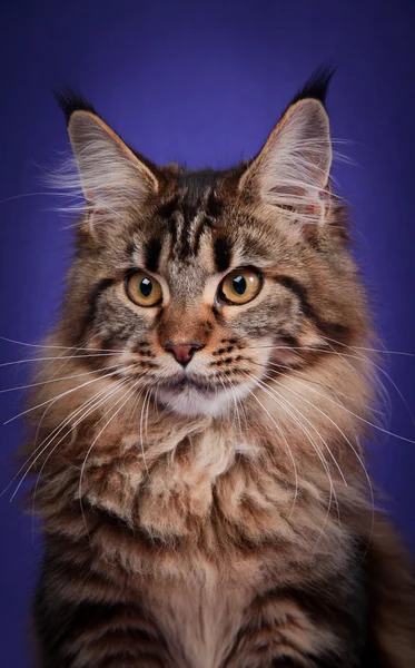 Kociak maine coon — Zdjęcie stockowe