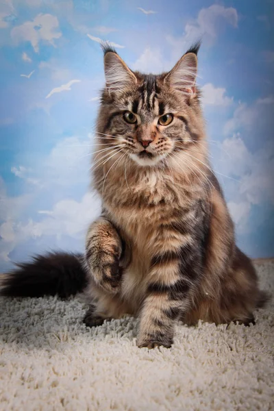 Kociak maine coon — Zdjęcie stockowe