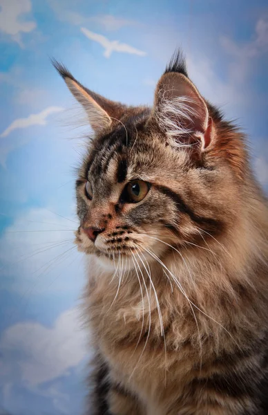 Maine chaton coon — Photo