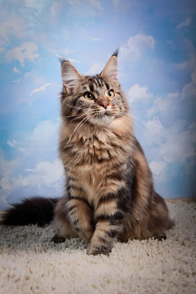 Maine coon kissanpentu — kuvapankkivalokuva