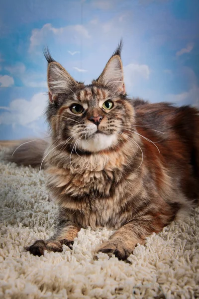 Kociak maine coon — Zdjęcie stockowe