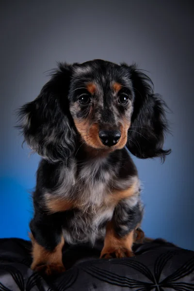 Dog breed dachshund — Stock Photo, Image