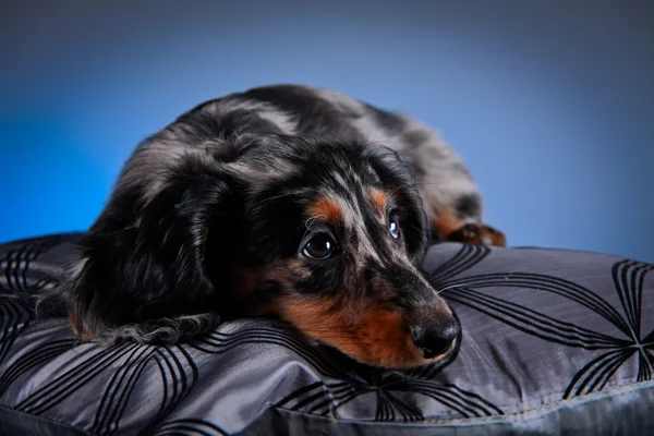 Raça cão dachshund — Fotografia de Stock