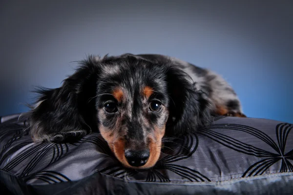 Raça cão dachshund — Fotografia de Stock