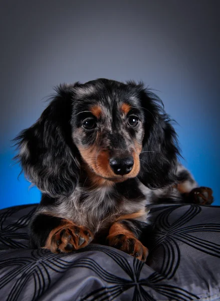 Raça cão dachshund — Fotografia de Stock