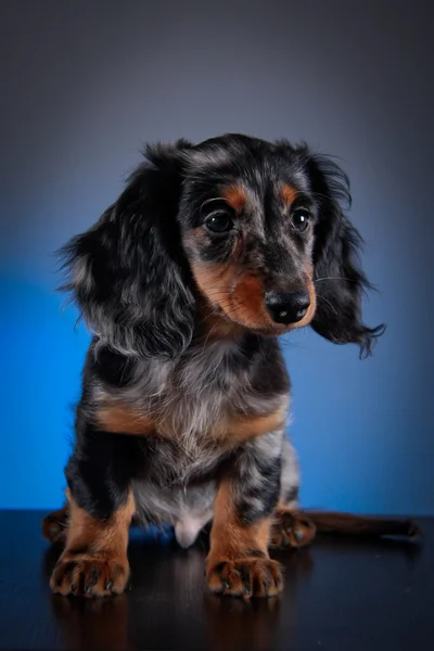 Raça cão dachshund — Fotografia de Stock