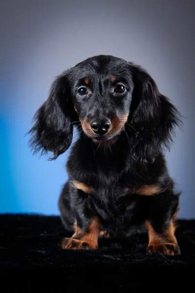 Hunderasse Dackel — Stockfoto