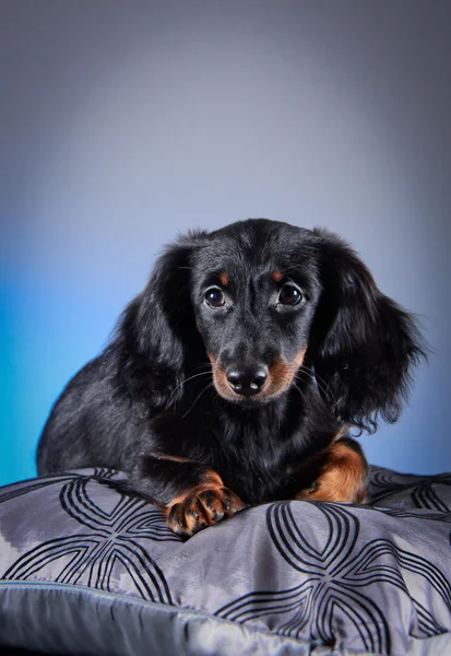 Raça cão dachshund — Fotografia de Stock