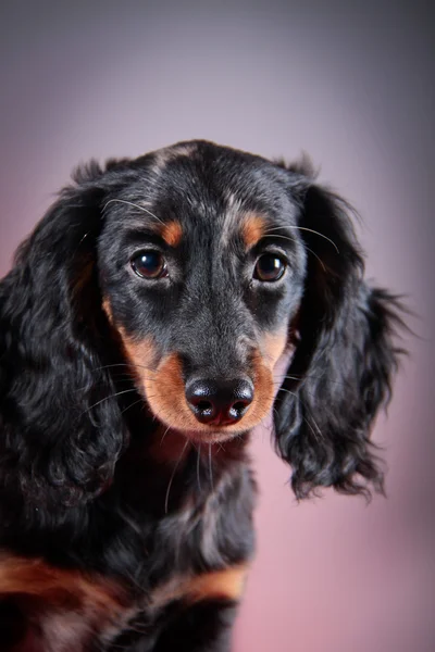 Hunderasse Dackel — Stockfoto