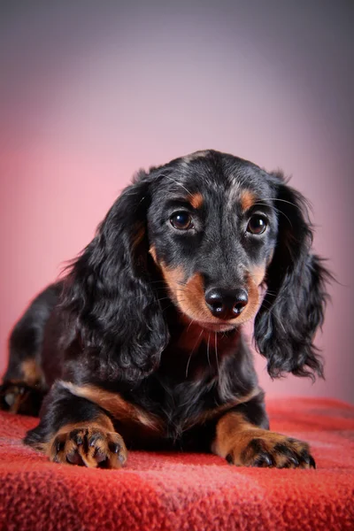 Raça cão dachshund — Fotografia de Stock