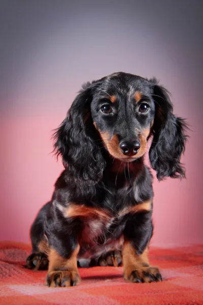 Dog breed dachshund — Stock Photo, Image
