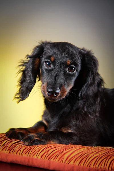 Raça cão dachshund — Fotografia de Stock