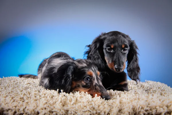 Race canine Dachshund — Photo