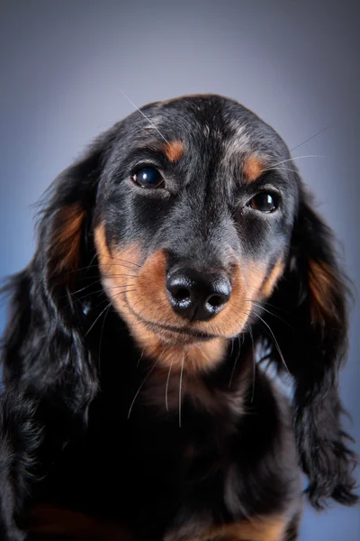 Hunderasse Dackel — Stockfoto