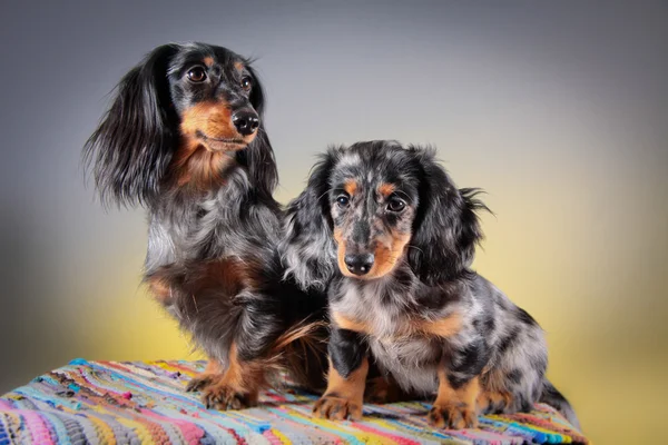 Raza de perro Dachshund — Foto de Stock