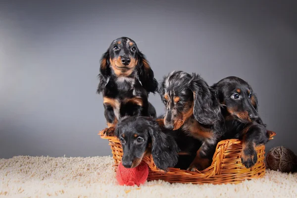 犬の品種のダックスフント — ストック写真