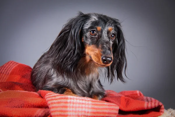 Raça cão dachshund — Fotografia de Stock