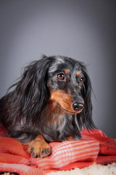 Raça cão dachshund — Fotografia de Stock