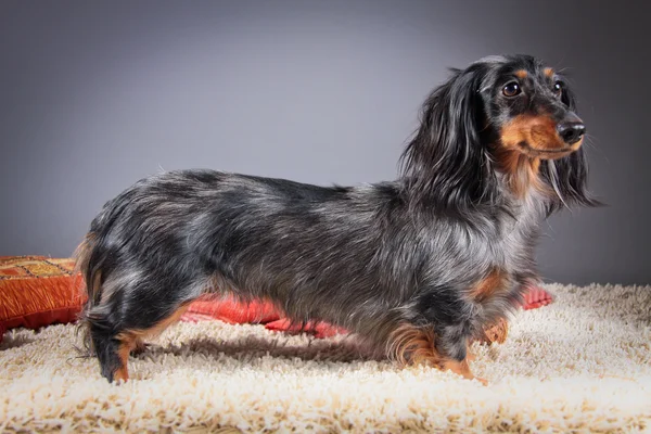 Raça cão dachshund — Fotografia de Stock