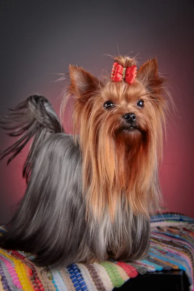 Yorkshire Terrier cane — Foto Stock