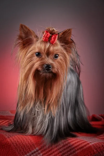 Pies z Yorkshire Terrier — Zdjęcie stockowe