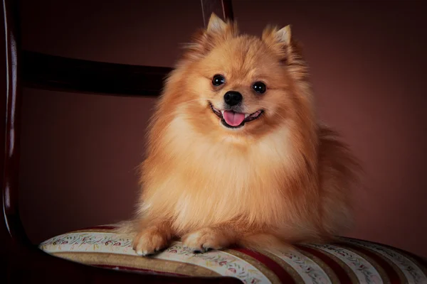 Cría de perros Pomerania — Foto de Stock