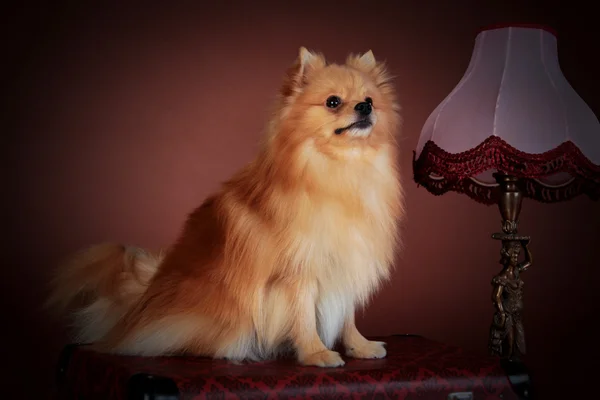 Cría de perros Pomerania — Foto de Stock