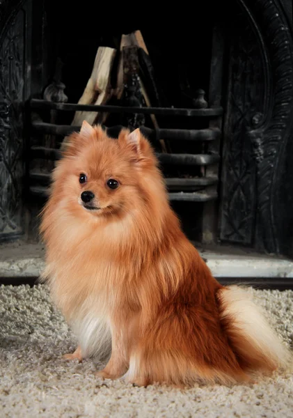 Cría de perros Pomerania — Foto de Stock