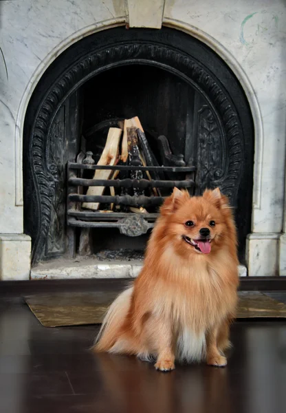 Cría de perros Pomerania —  Fotos de Stock