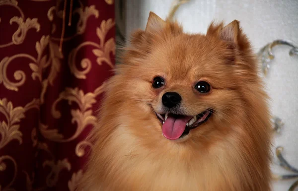 Raça de cães Pomeranian — Fotografia de Stock