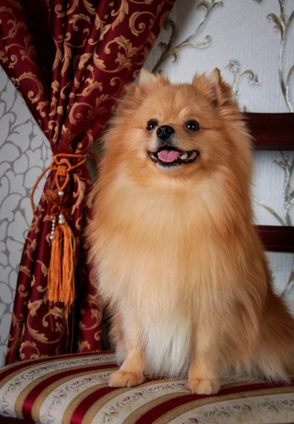 Cría de perros Pomerania — Foto de Stock