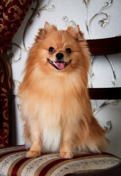 Cría de perros Pomerania — Foto de Stock