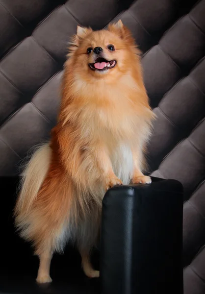 Pomeranian köpek doğurmak — Stok fotoğraf