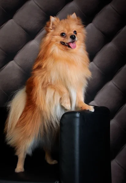 Cría de perros Pomerania —  Fotos de Stock