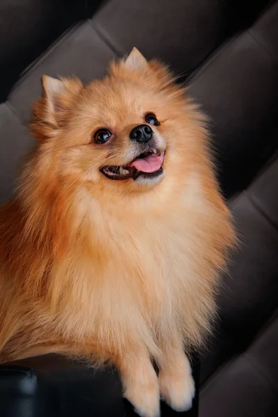 Cría de perros Pomerania — Foto de Stock