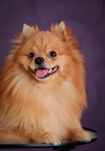 Razza di cane Pomerania — Foto Stock