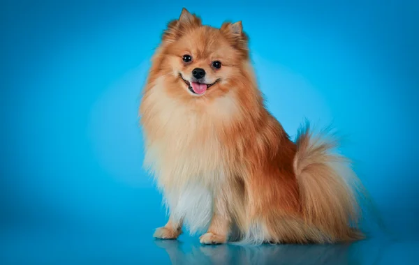 Psí plemeno pomeranian — Stock fotografie