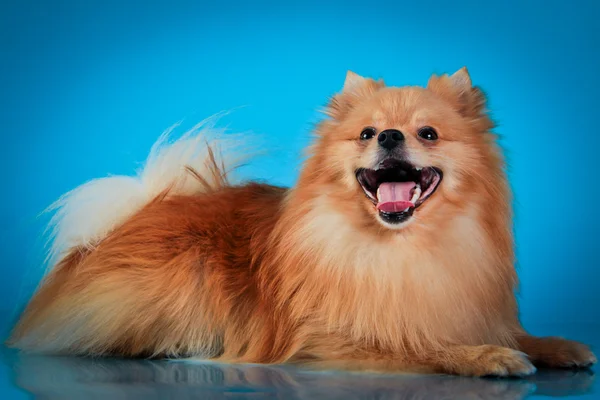 Pomeranian köpek doğurmak — Stok fotoğraf