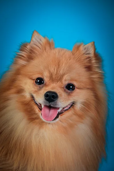 Psí plemeno pomeranian — Stock fotografie