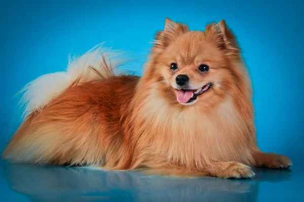 Dog breed Pomeranian — Stock Photo, Image