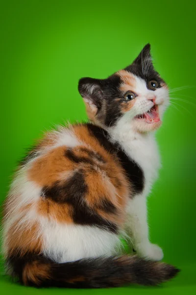 Schottisches Kätzchen auf grünem Hintergrund — Stockfoto