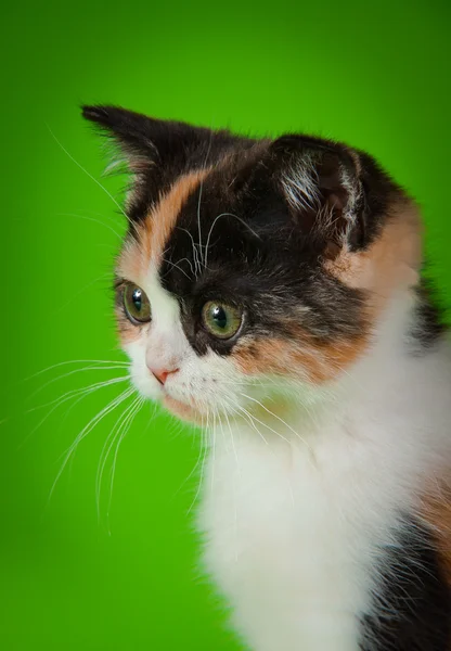 Schottisches Kätzchen auf grünem Hintergrund — Stockfoto