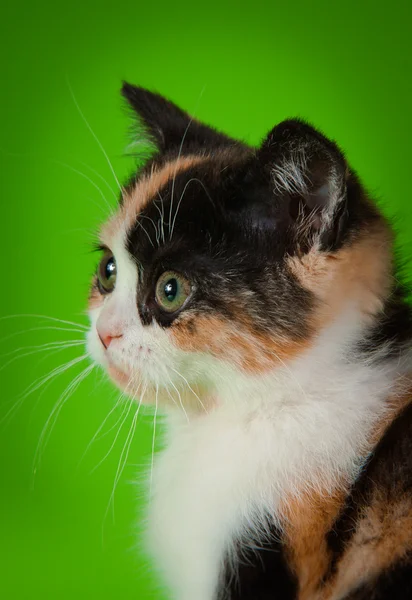 Scottish kitten on a green background — Stock Photo, Image