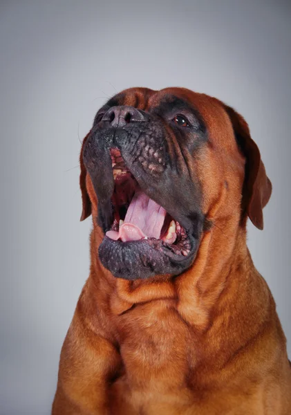 Bullmastiff cão retrato — Fotografia de Stock