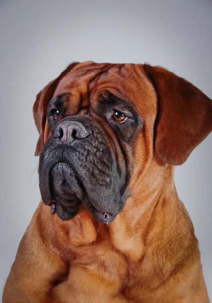 Bullmastiff cão retrato — Fotografia de Stock