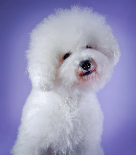 Dog Bichon Frise — Stock Photo, Image