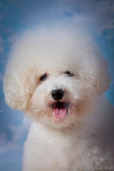 Cão Bichon Frise — Fotografia de Stock