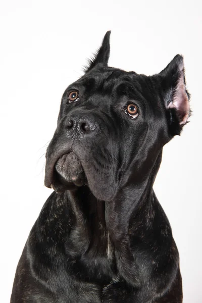 Psí plemeno italské cane corso — Stock fotografie