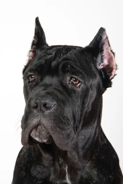 Psí plemeno italské cane corso — Stock fotografie