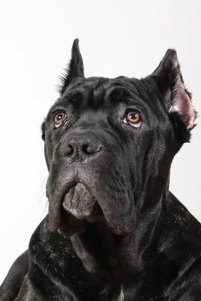 Psí plemeno italské cane corso — Stock fotografie